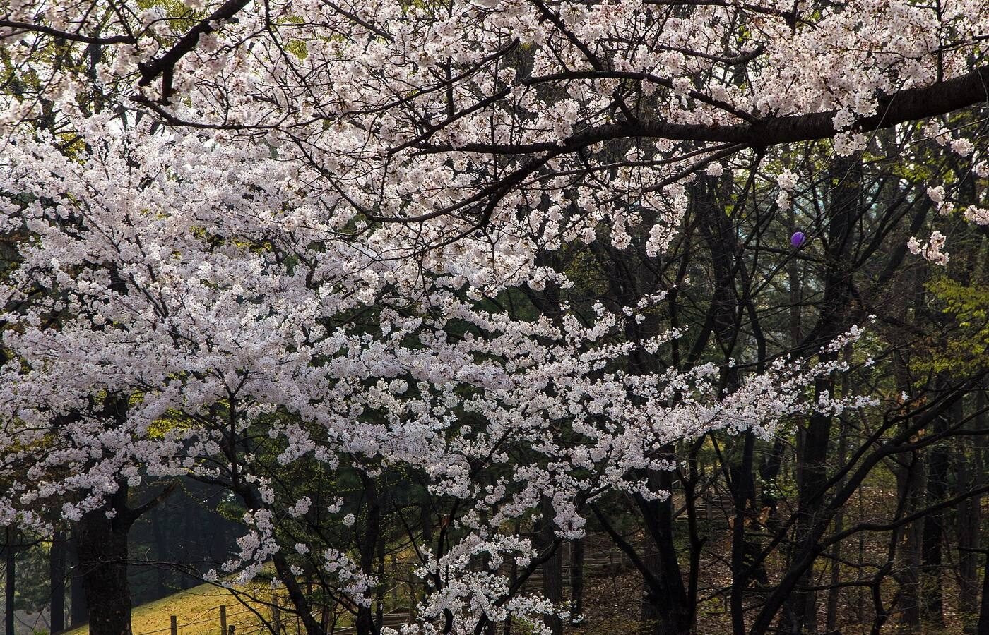 Cherry trees in full blossom in Yeouido Park, Seoul, South Korea