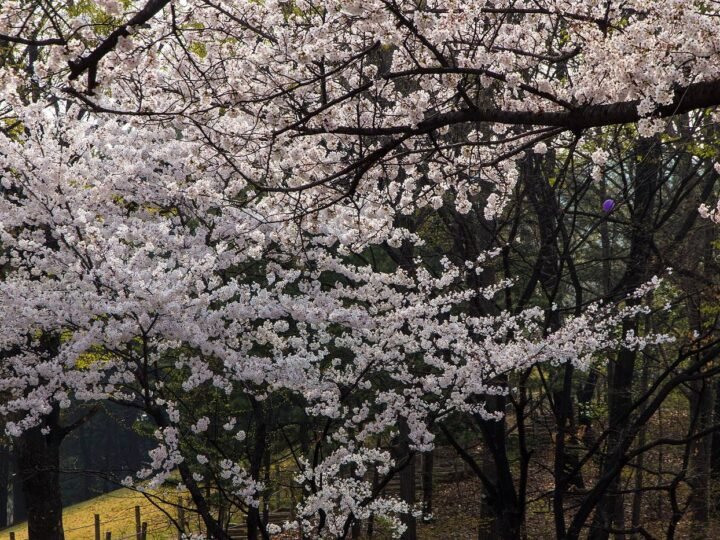 South Korea — 5D4N 🌸 CHERRY BLOSSOM SEASON 🇰🇷