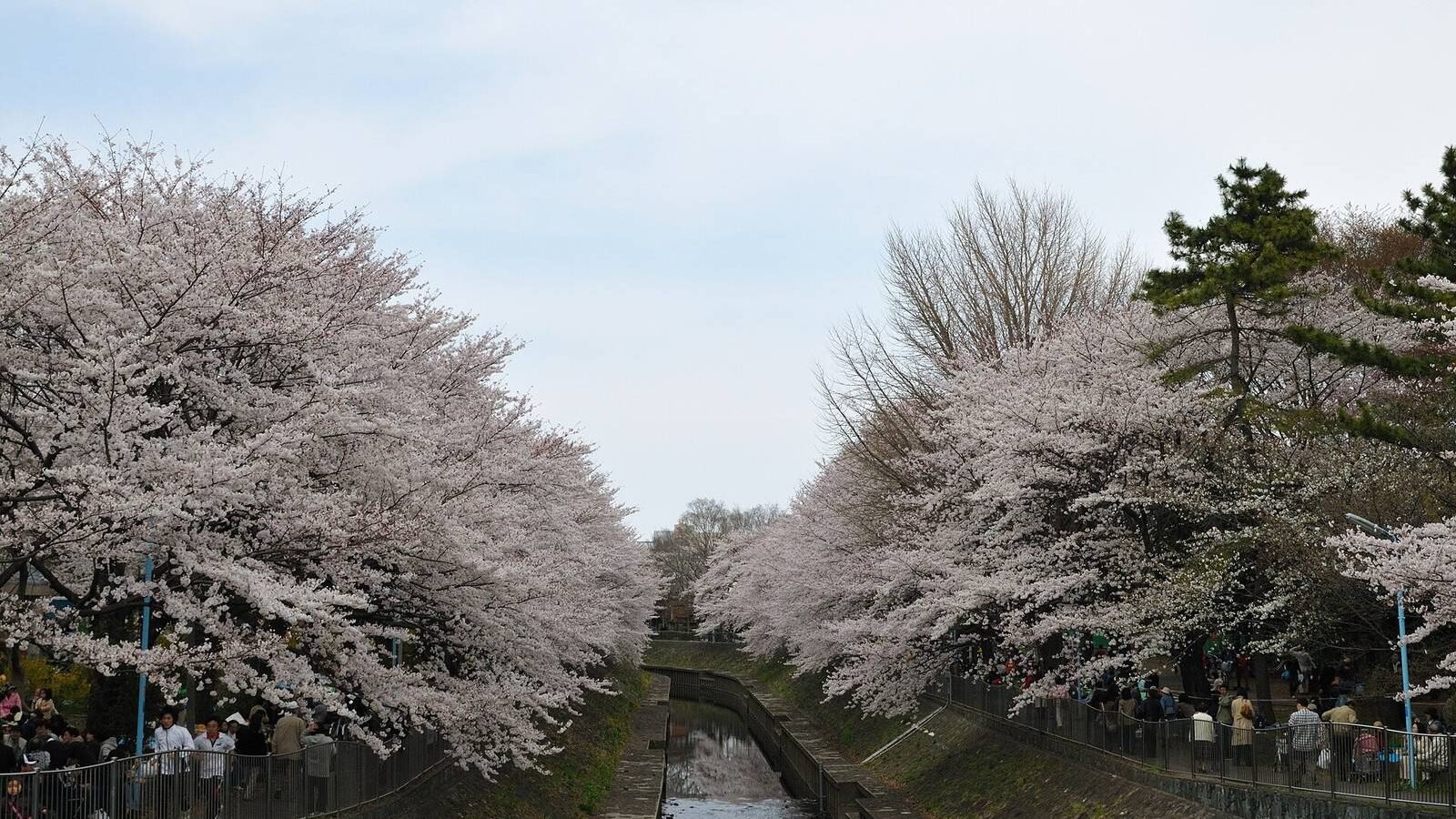 Cherry trees in full blossom lining the Zenpukuji river in Tokyo, Japan