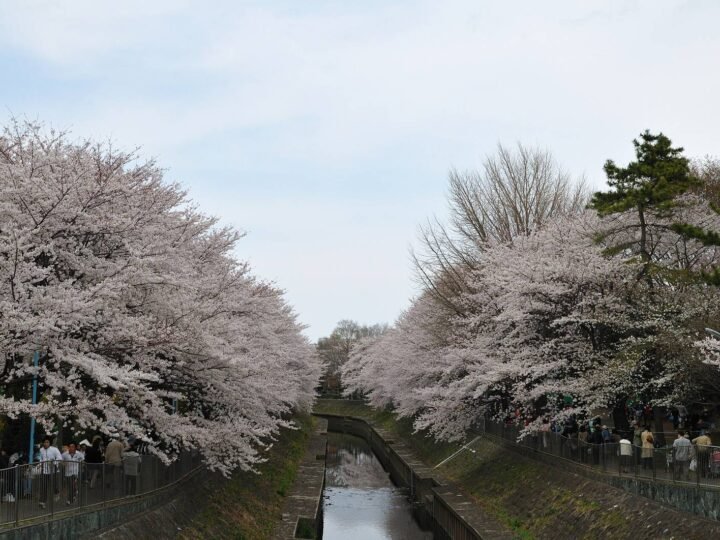 Tokyo, Japan — 6D5N 🌸 CHERRY BLOSSOM SEASON 🇯🇵