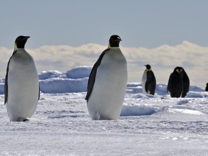 ICE WORLD ANTARCTICA + Brazil + Argentina — 19D18N 🧊🇦🇷🇧🇷