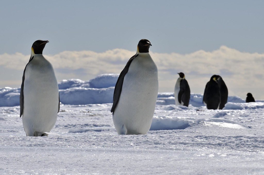 Emperor penguins standing on the sea ice in Antarctica