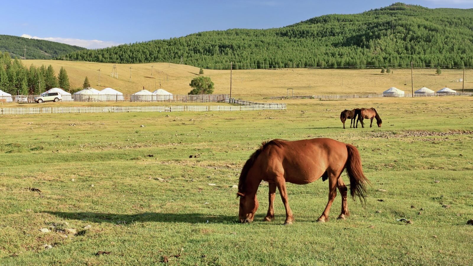 Mongolian horses grazing beside a camp of white gers on the steppe at Gorkhi-Terelj National Park, Mongolia