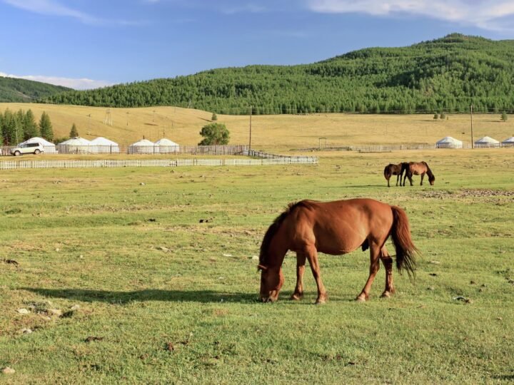 MONGOLIA – 7D6N 🇲🇳