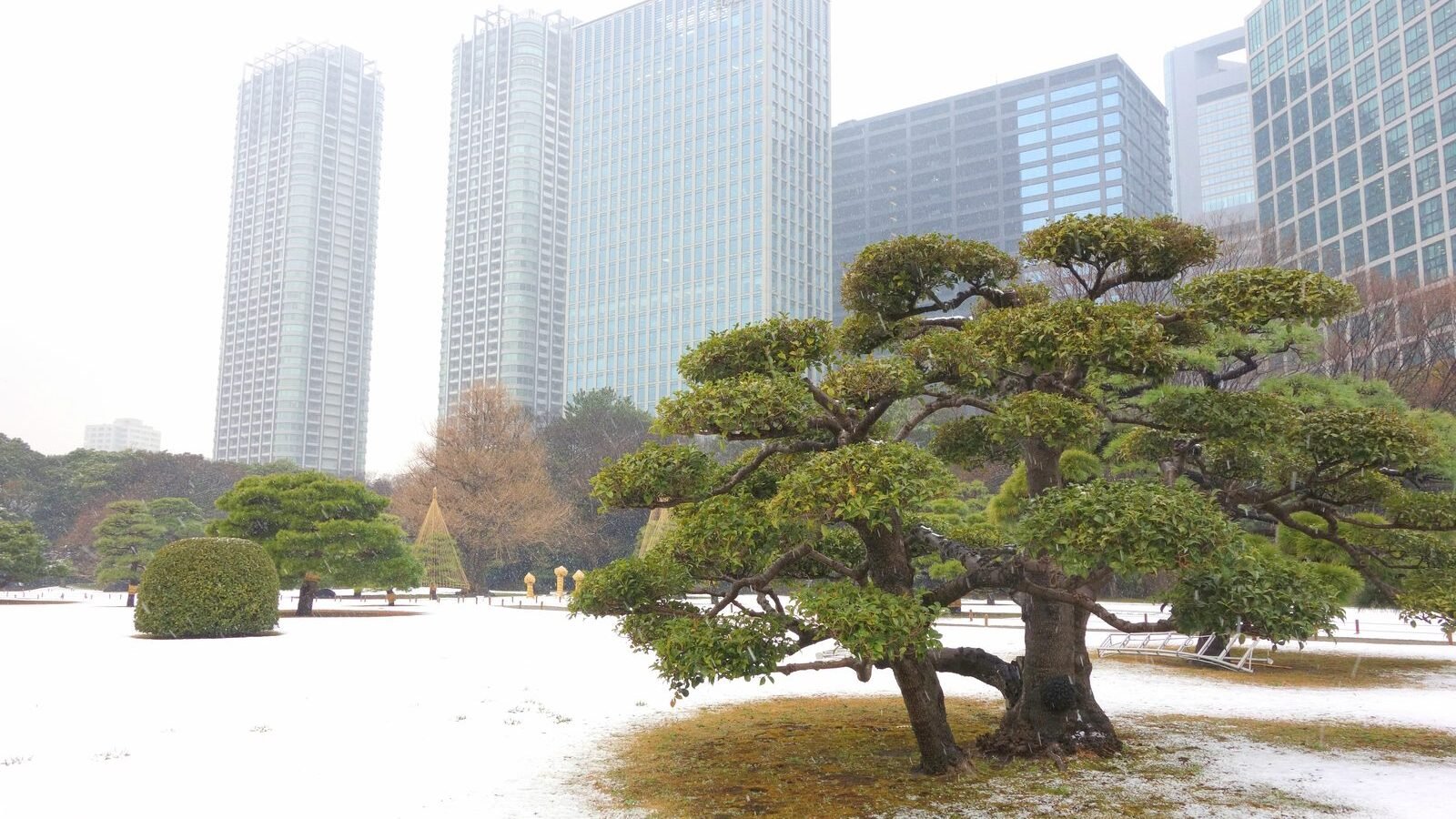 Snow covering the pines of Hama-rikyu Garden with Tokyo skyscrapers behind in winter, Japan
