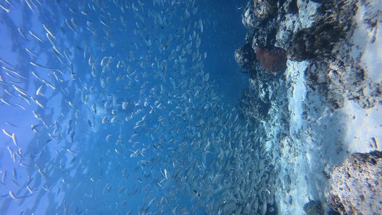 A dense shoal of sardines swirling through clear blue water off Moalboal, Cebu, Philippines