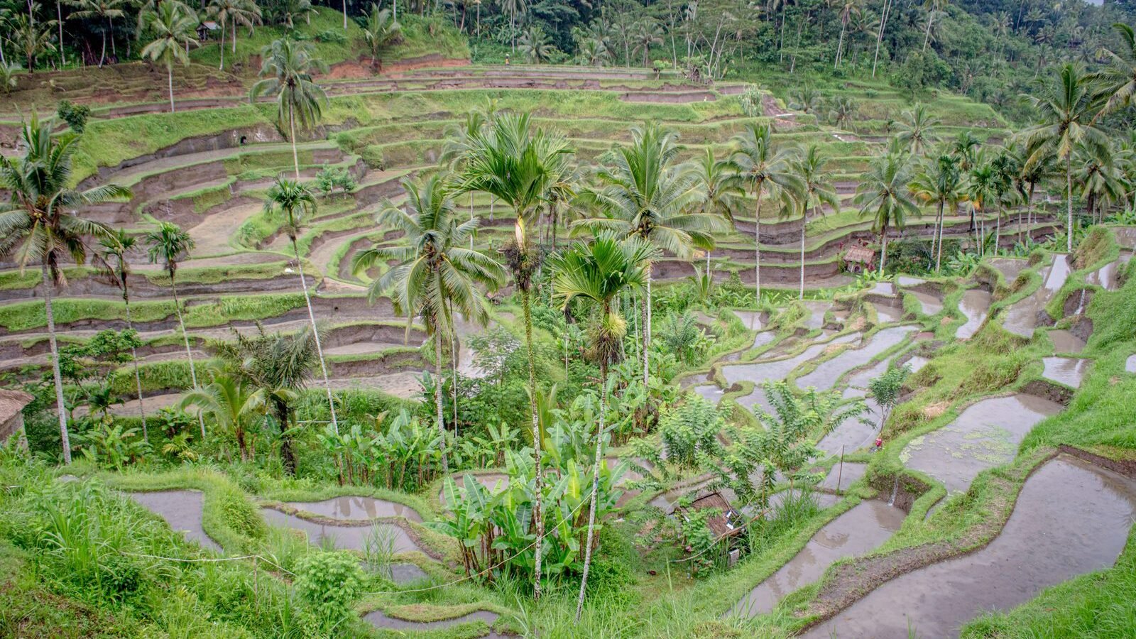 The Tegallalang rice terraces with palm trees near Ubud, Bali, Indonesia