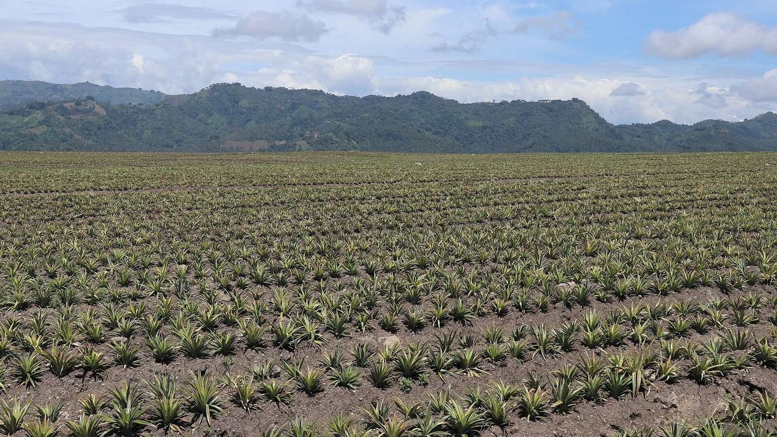Rows of pineapple plants with mountains behind at Polonuling in Tupi, South Cotabato, Philippines