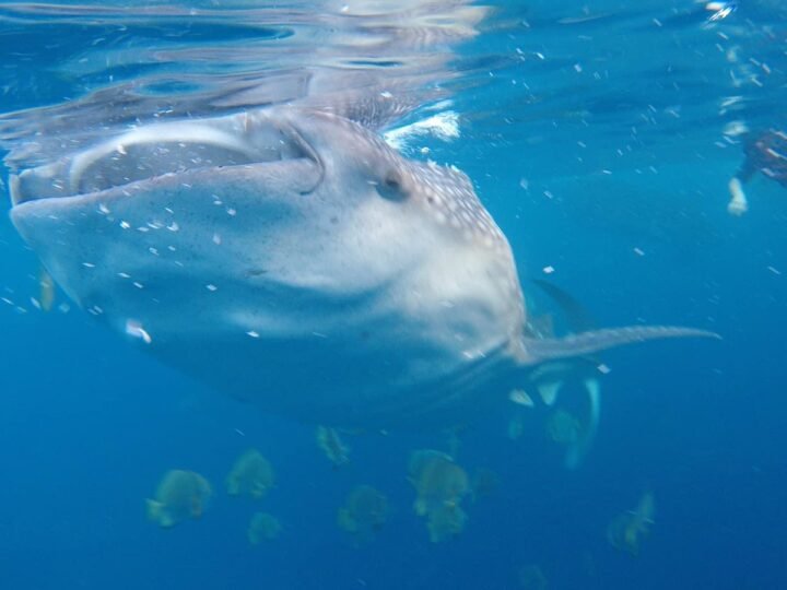 CEBU β OSLOB WHALE SHARK β 3D2N π΅π