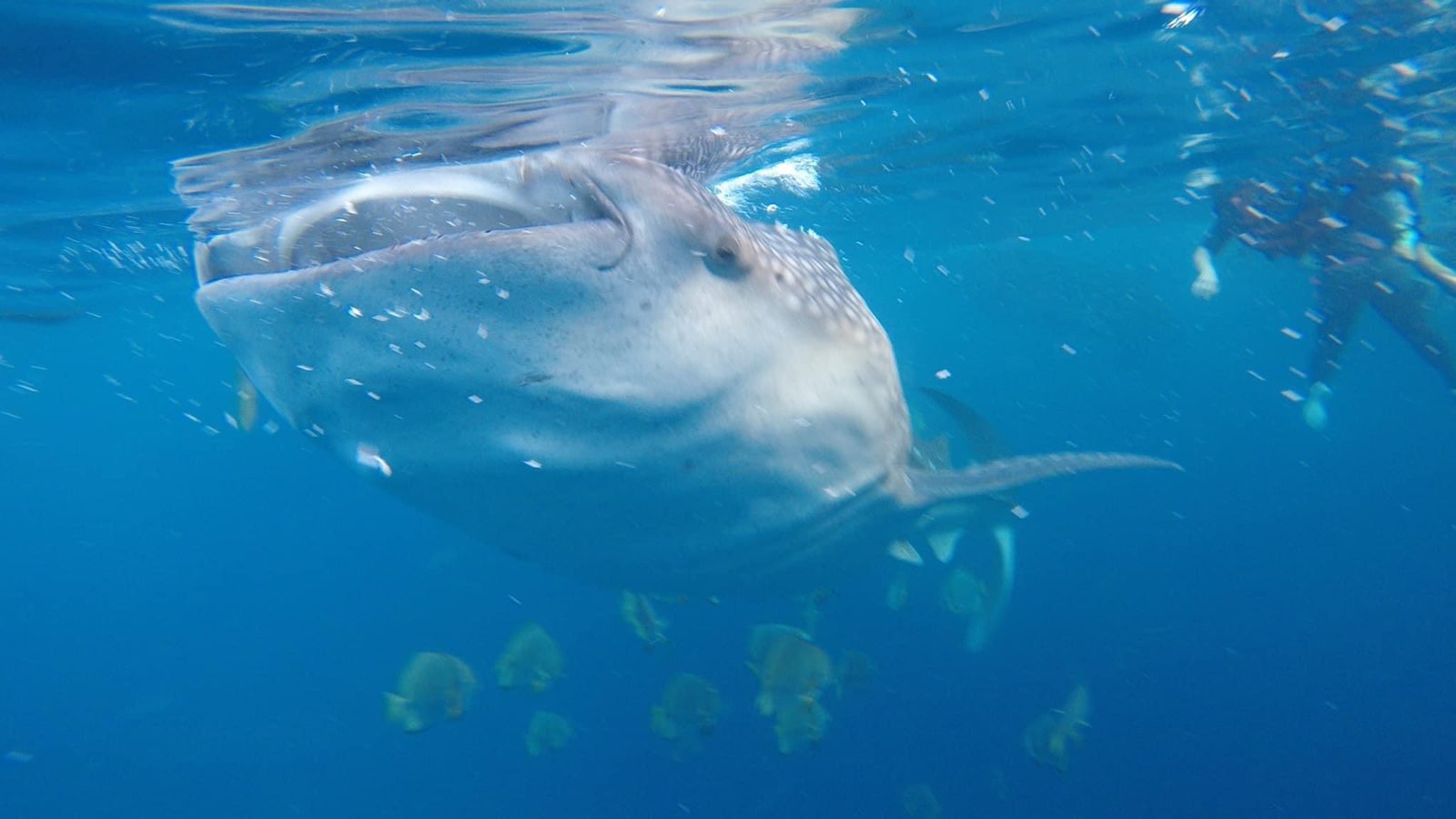 A whale shark swimming just below the surface in the clear water off Oslob, Cebu, Philippines